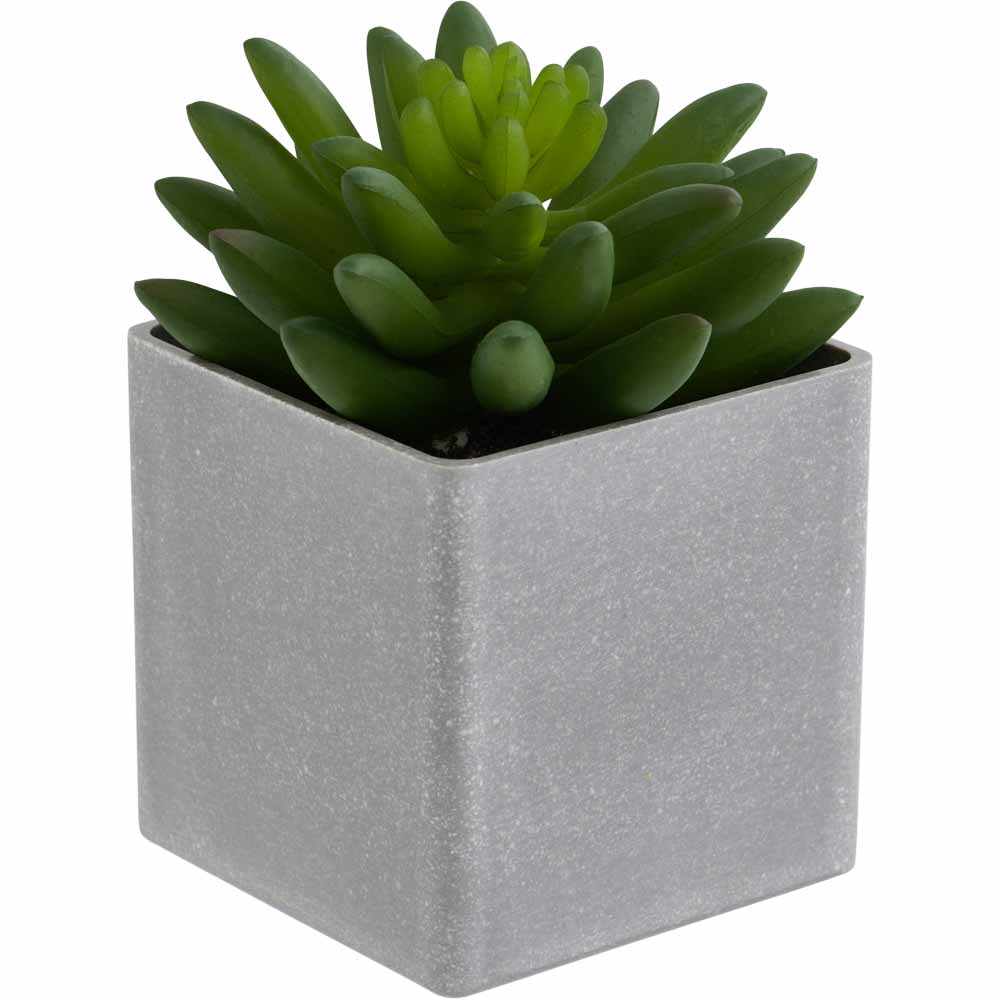Wilko Mini Succulent in Grey Pot Image 4