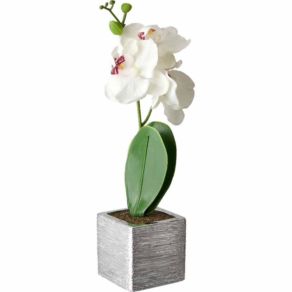 Wilko Orchid in Silver Pot PE, Foam, Ceramic