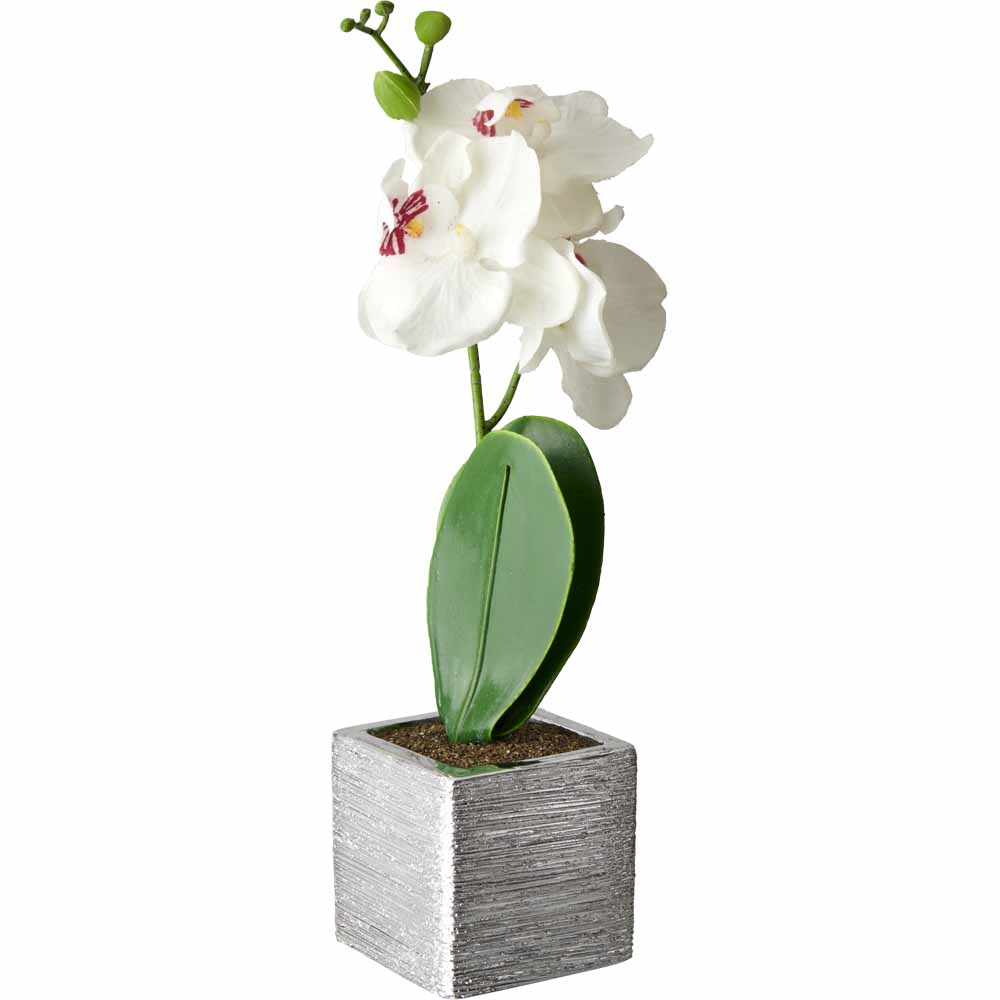 Wilko Orchid in Silver Pot Wilko