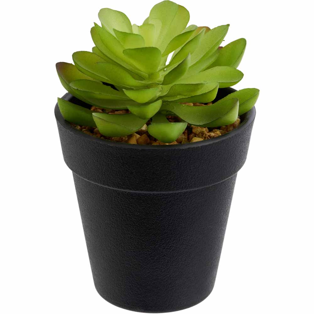 Wilko Mini Cactus in Plastic Pot Image 3