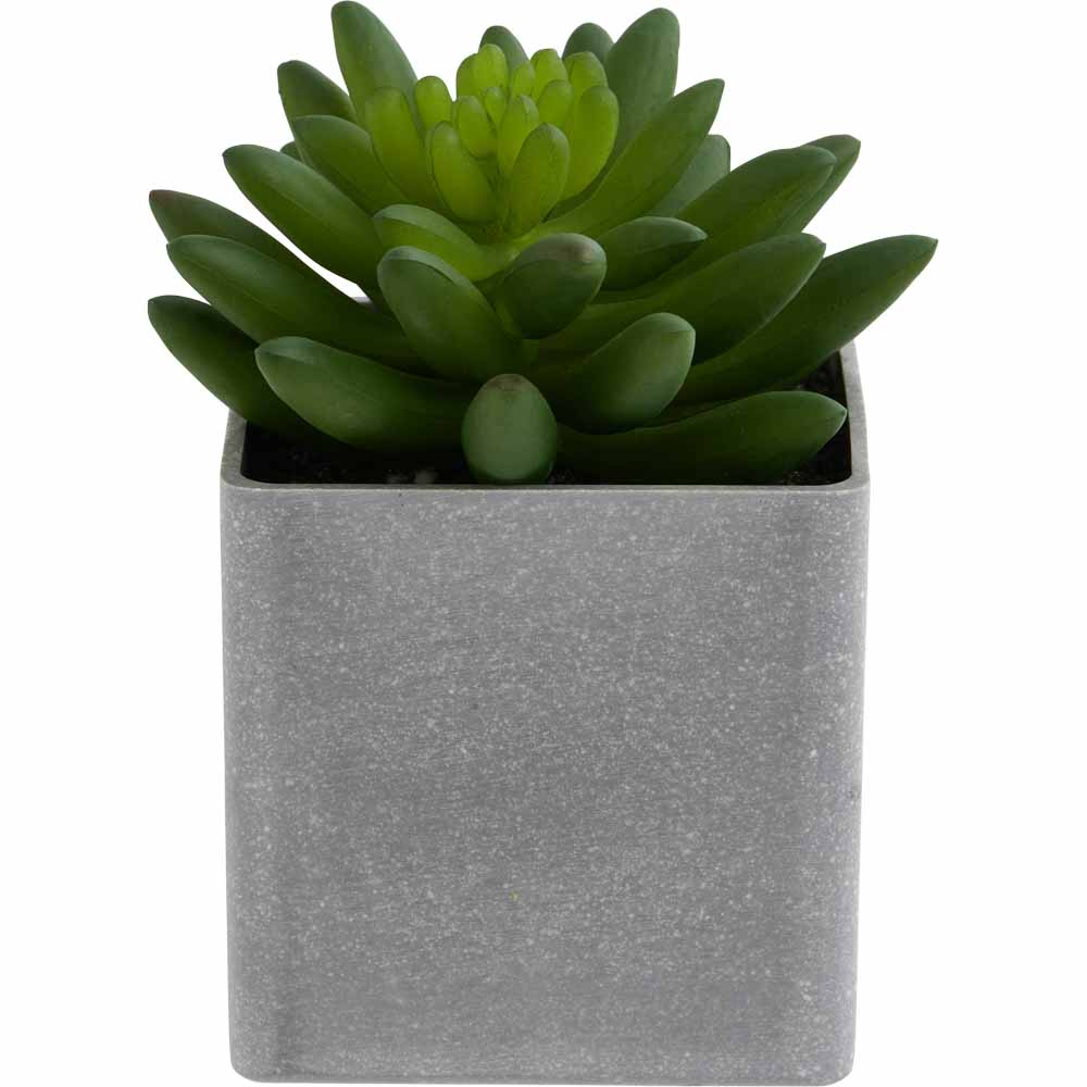 Wilko Mini Succulent in Grey Pot Image 6