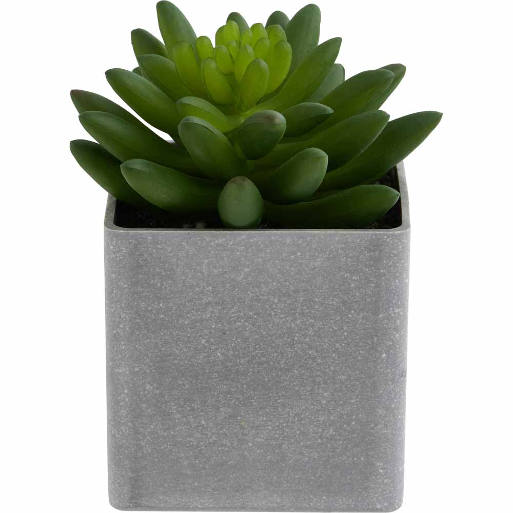 Wilko Mini Succulent in Grey Pot Wilko