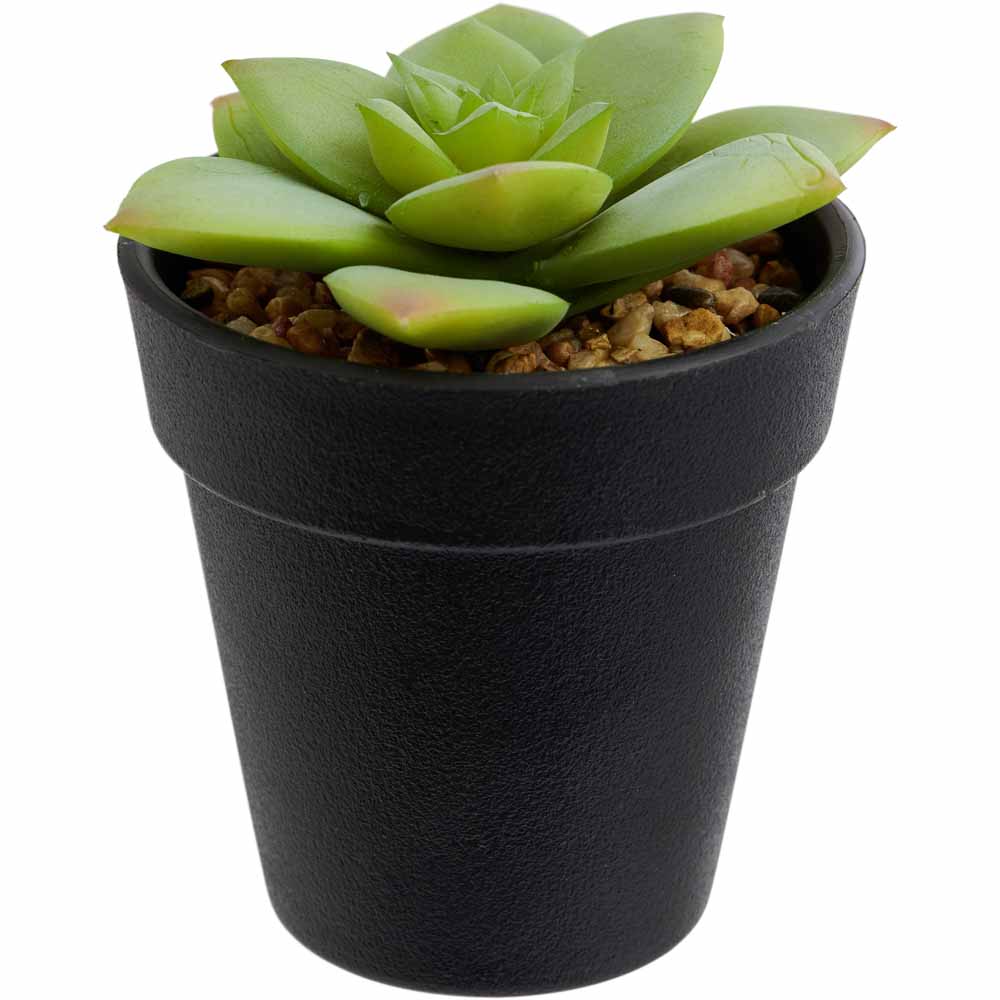 Wilko Mini Cactus in Plastic Pot Image 4