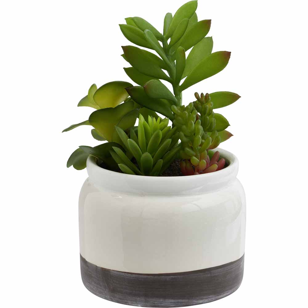 Wilko Multi Succulent in Ceramic Pot