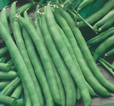 Shop seeds & bulbs
