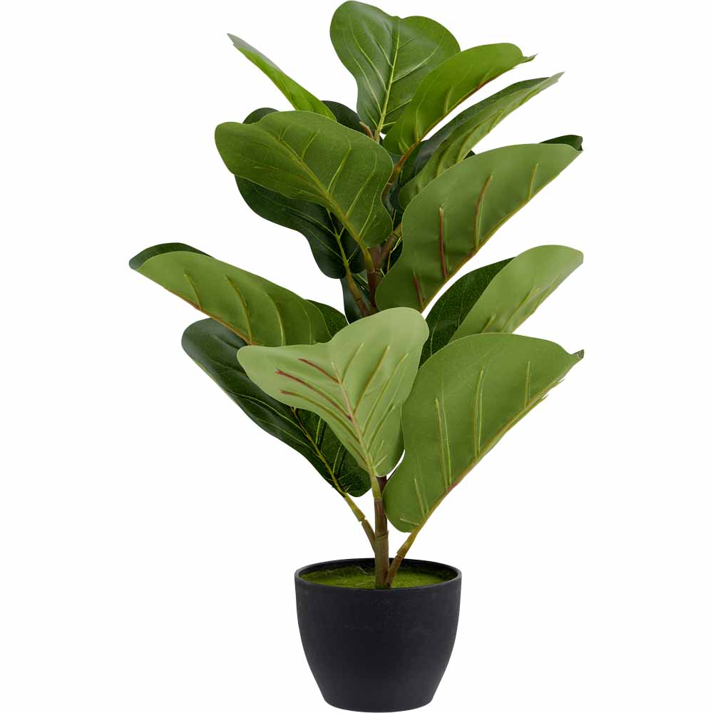 Wilko Fiddle Fig Potted Plant Image 1