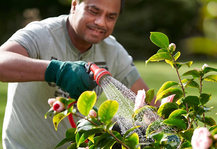 What to do in the garden in July