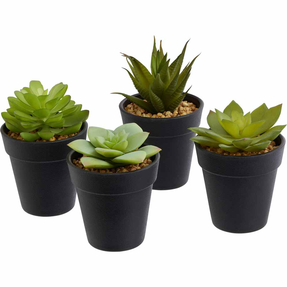 Wilko Mini Cactus in Plastic Pot Image 1