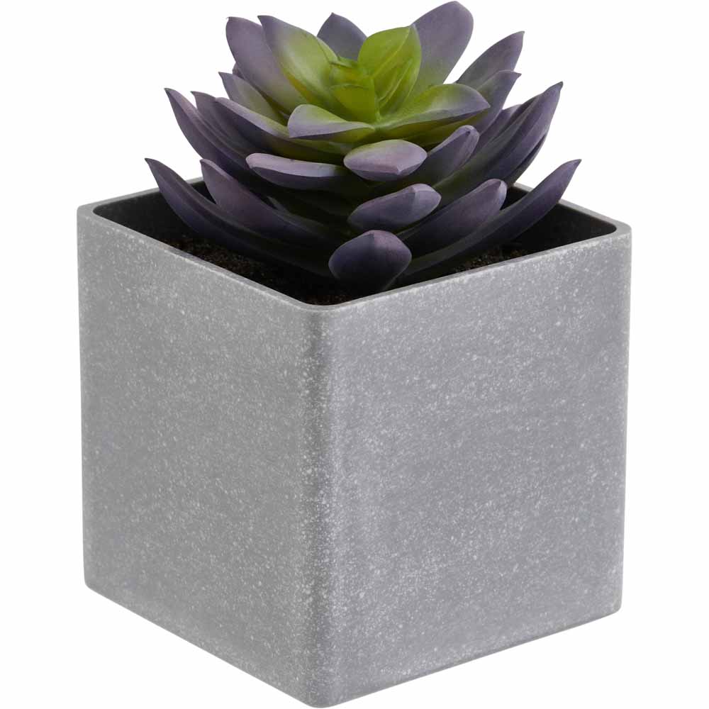 Wilko Mini Succulent in Grey Pot Image 3