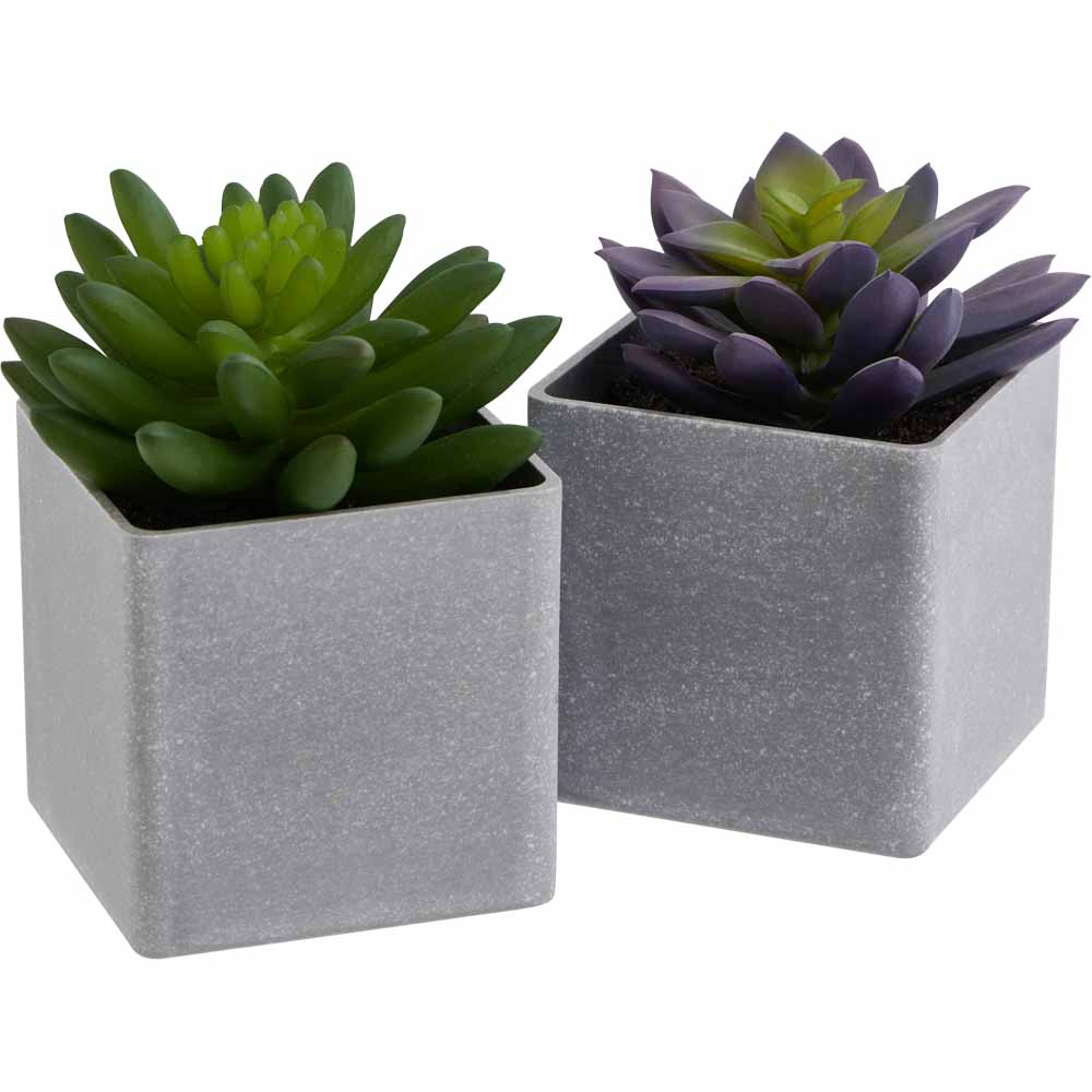 Wilko Mini Succulent in Grey Pot Image 1