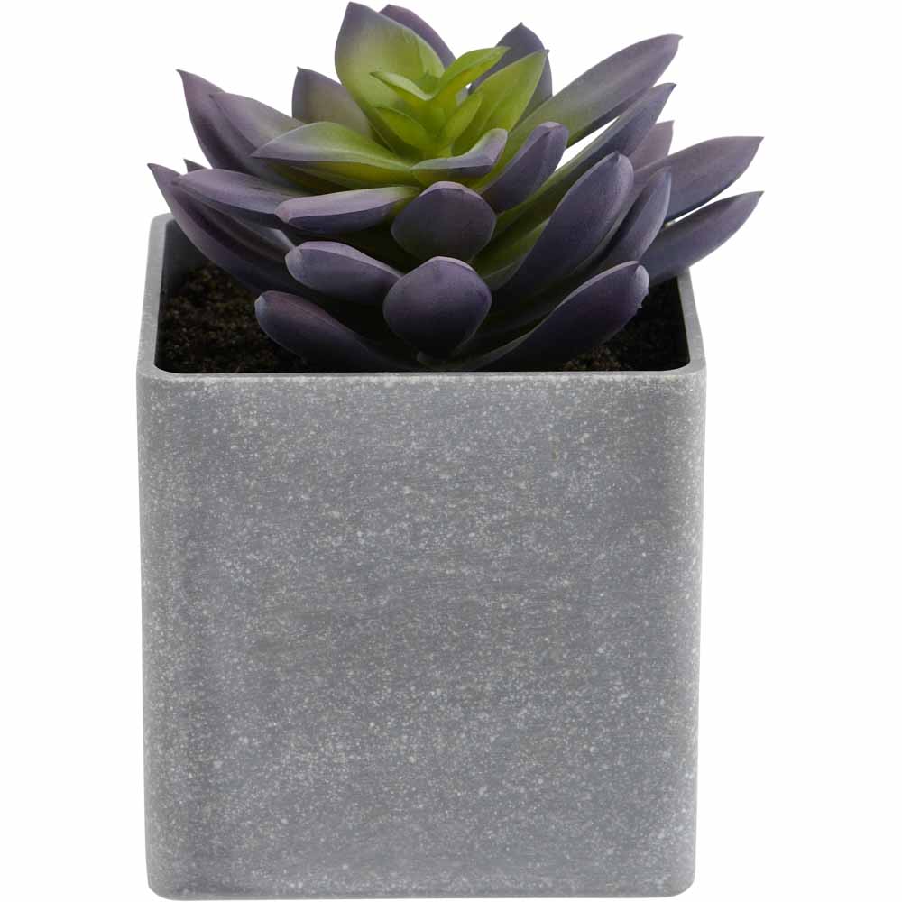 Wilko Mini Succulent in Grey Pot Image 5