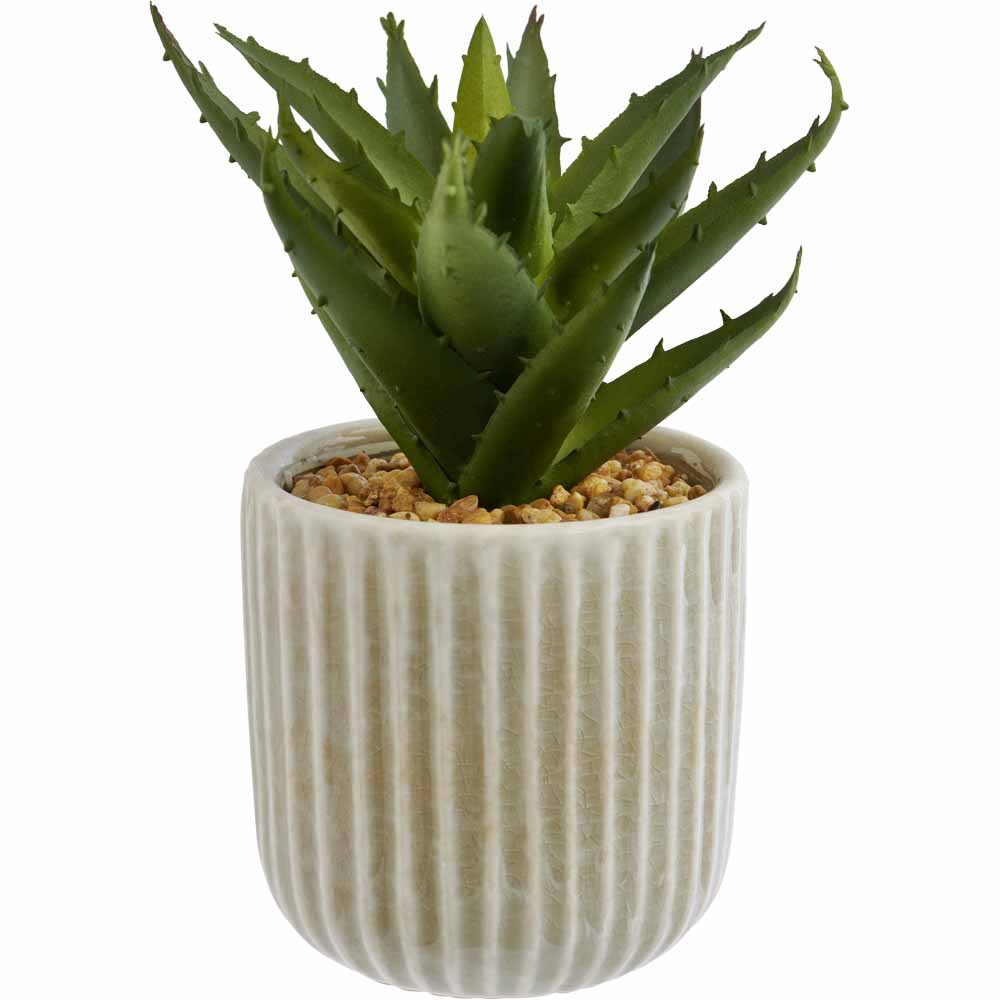 Wilko Succulent in Ceramic Pot  Cream Image 1