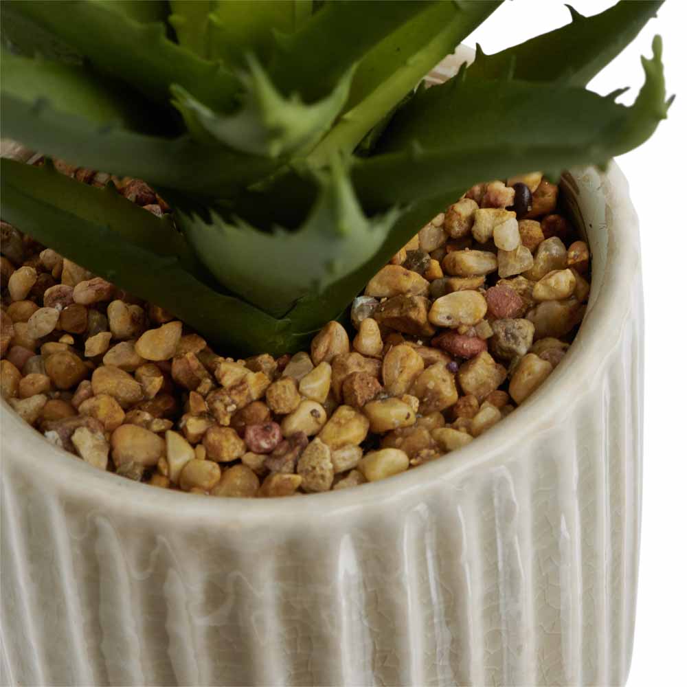 Wilko Succulent in Ceramic Pot  Cream Image 2