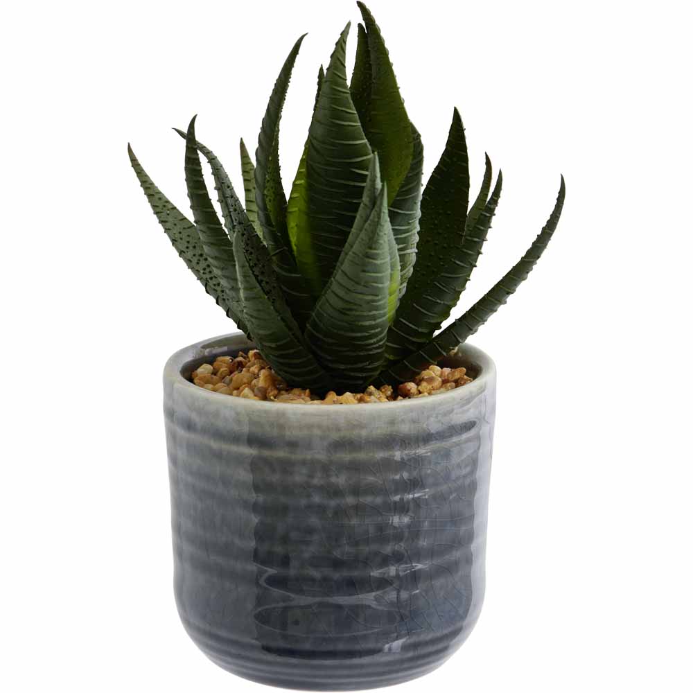 Wilko Succulent in Ceramic Pot Grey Image 1