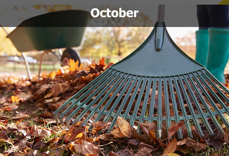 October garden calendar