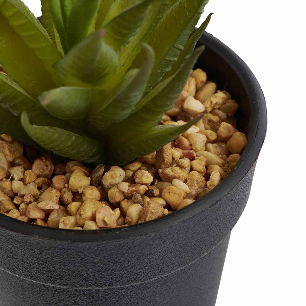 Wilko Mini Cactus in Plastic Pot Image 7