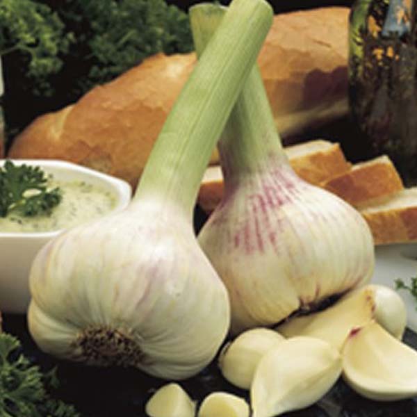 Wilko Garlic Elephant Bulbs 2 Pack Wilko