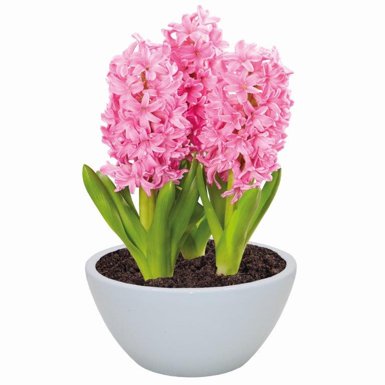 Wilko Christmas Ceramic Hyacinth Bowl Wilko
