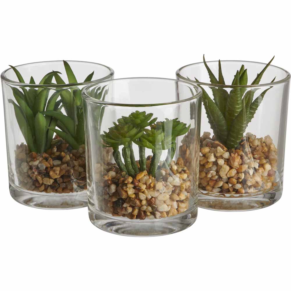 Wilko Mini Succulent in Glass Wilko