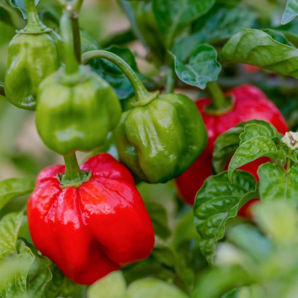Chilli Morgan Thompson and Morgan Pepper Chilli Hot Patio Scotch Bonnet Red Plant Pot ...