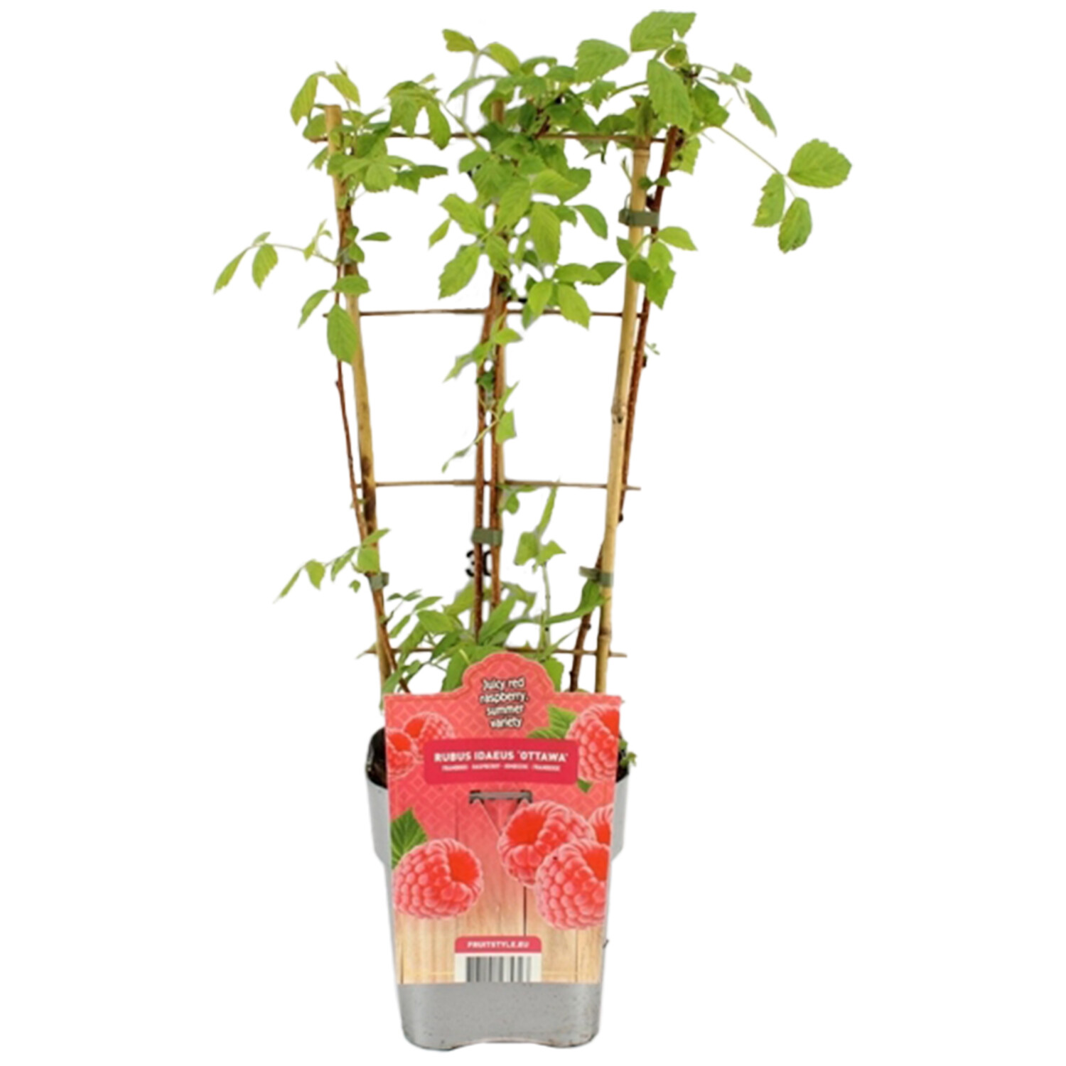 Wilko Raspberry Ruffles Raspberry Plant - Ottawa | Wilko