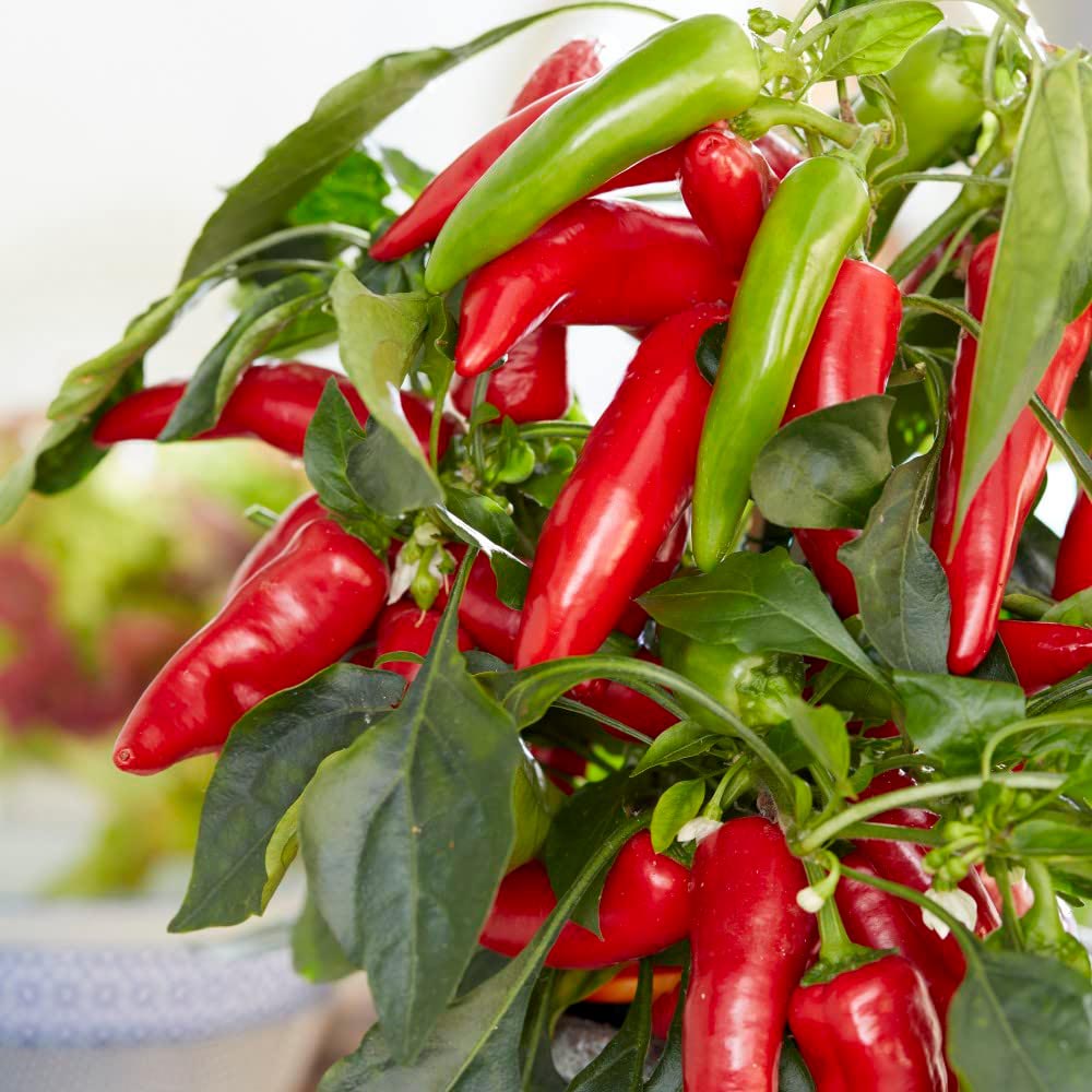 Chilli Morgan Thompson and Morgan Pepper Chilli Mild Patio Galaxy Red Plant Pot 9cm ...