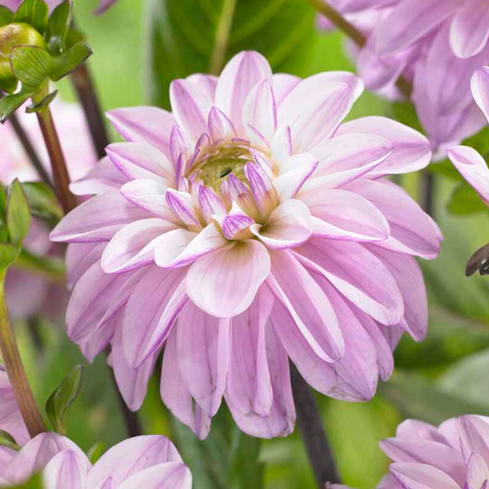 Wilko Dahlia Sweet Surprise Spring Bulb Wilko