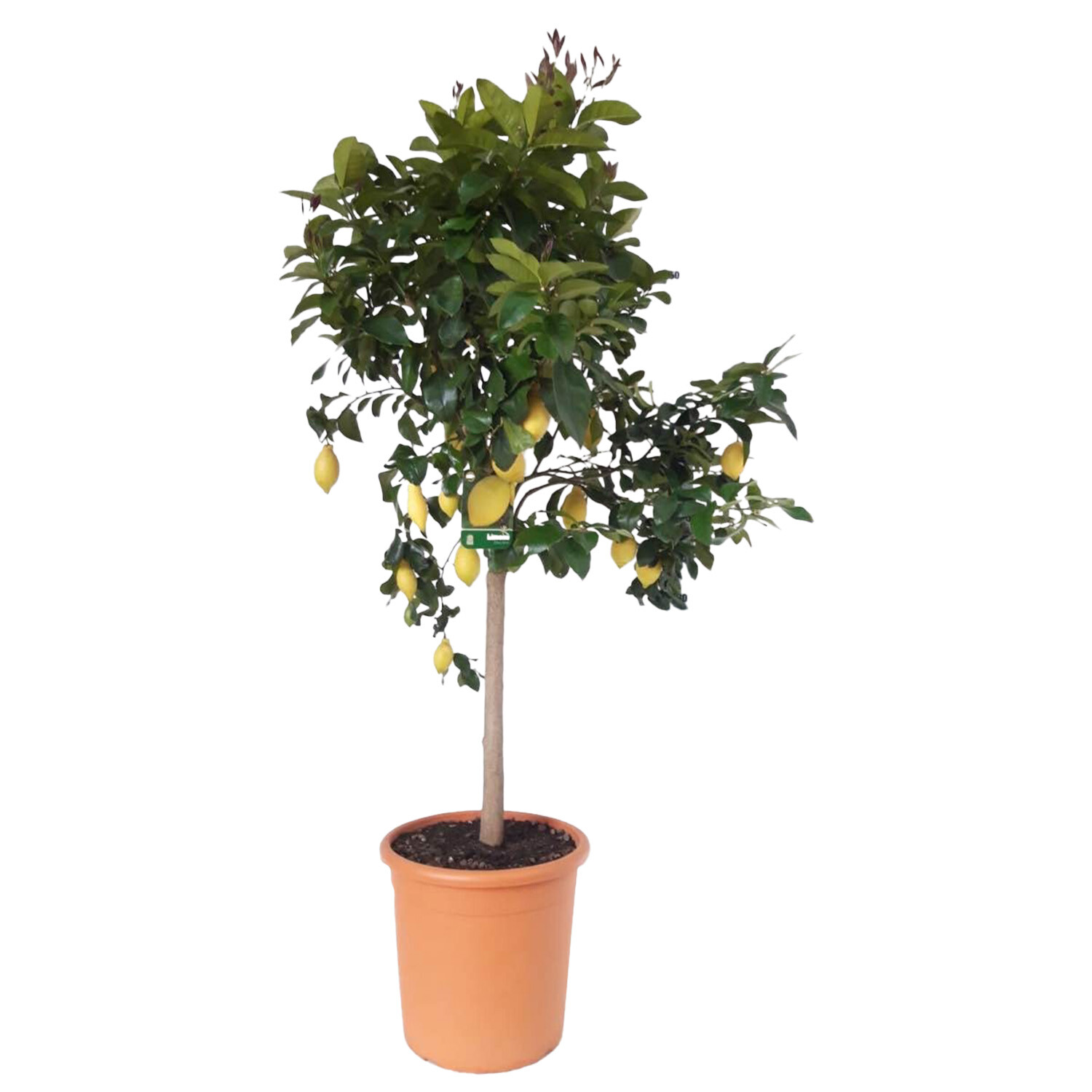 Citrus Calamondin stem 19cm - Green | Wilko