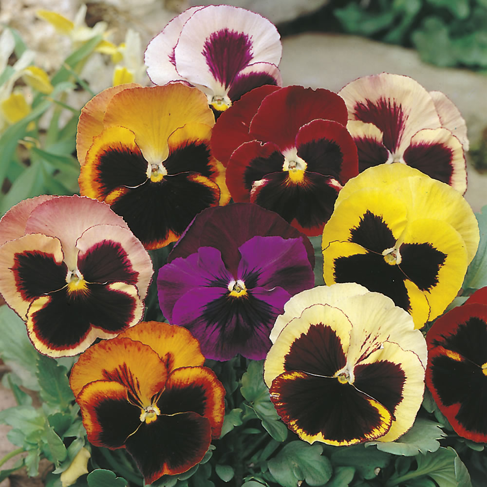 Wilko Pansy Swiss Giant Mix Flower Seeds Wilko