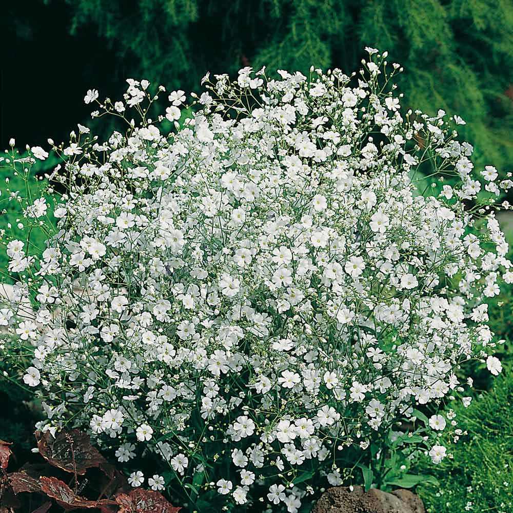 Johnsons Gypsophila Covent Garden Seeds Wilko