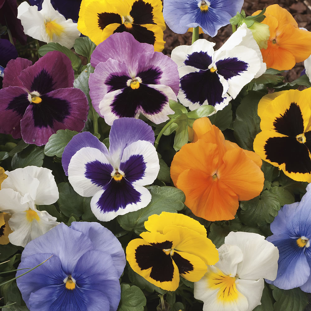 Wilko Pansy Early Flowering Seed Wilko
