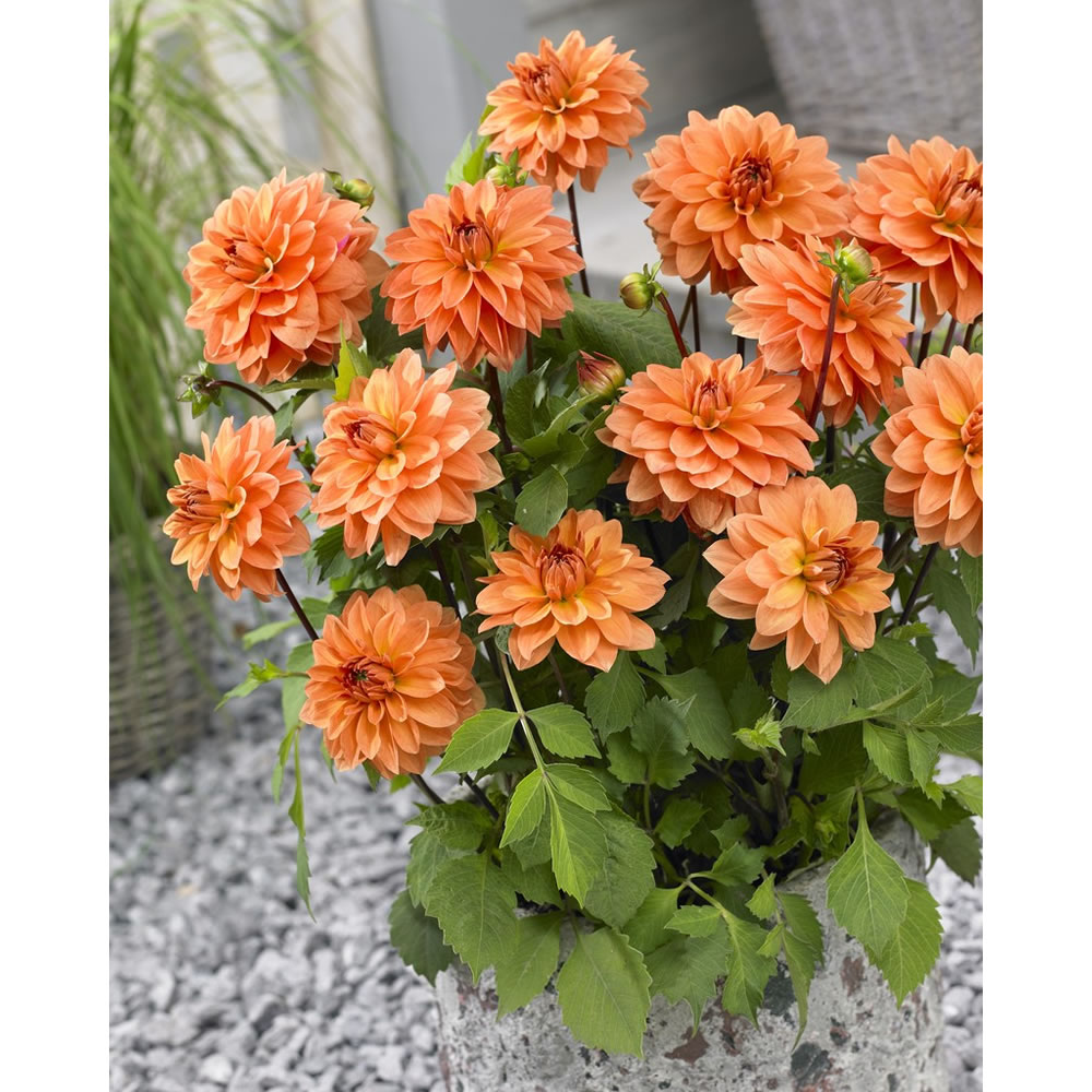 Wilko Dahlia Decorative Summer Flame Spring Planting Bulb 1 pack Wilko