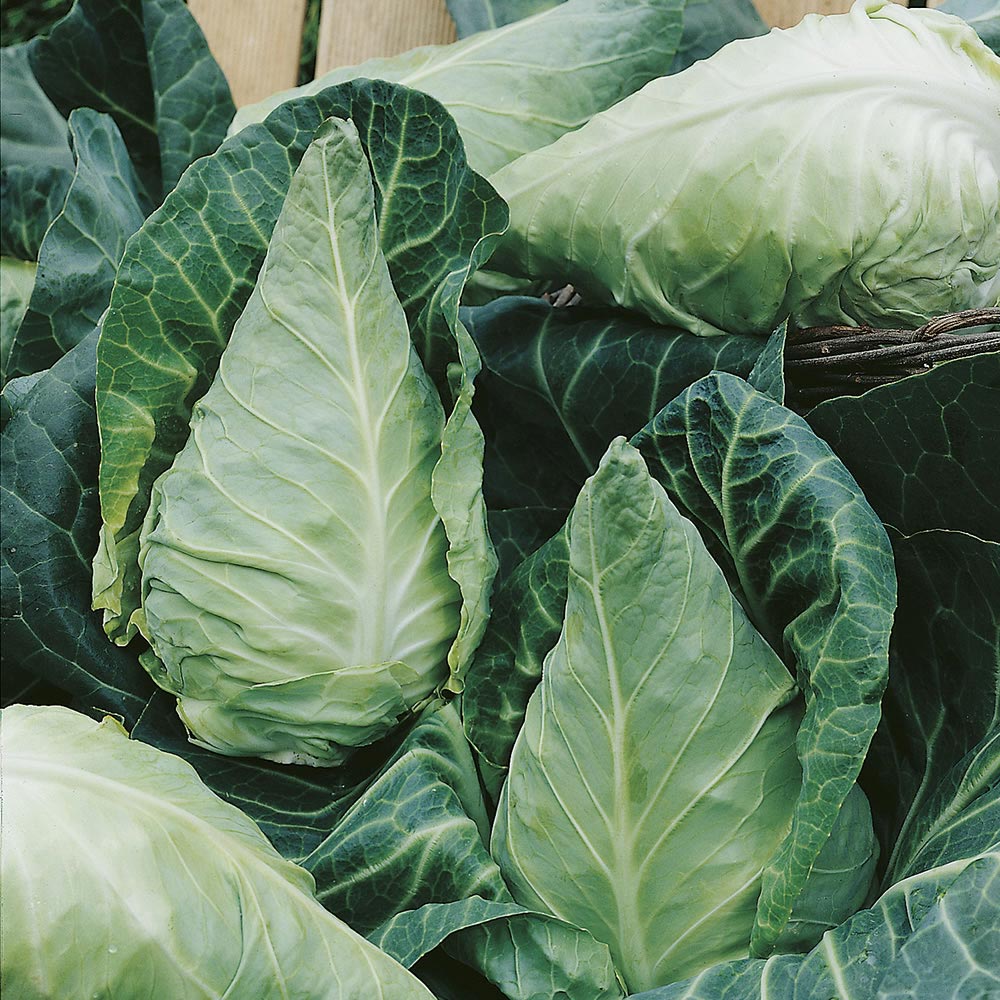 Wilko Cabbage Greyhound Seeds Wilko