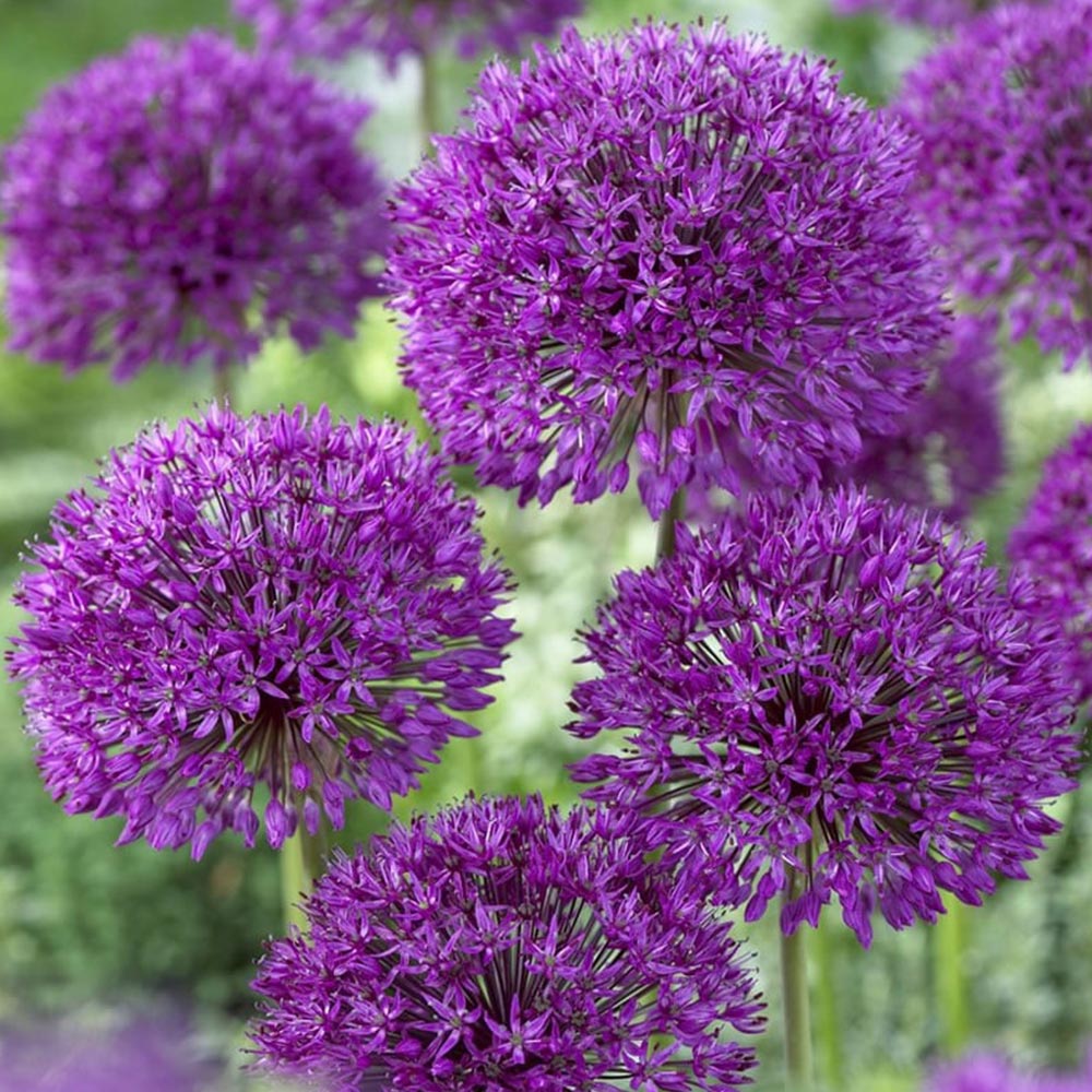 Wilko Autumn Bulbs Allium Purple Sensation 10/12 5pk Wilko