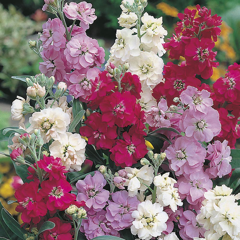 Wilko Stock Brompton Mix Seeds | Wilko