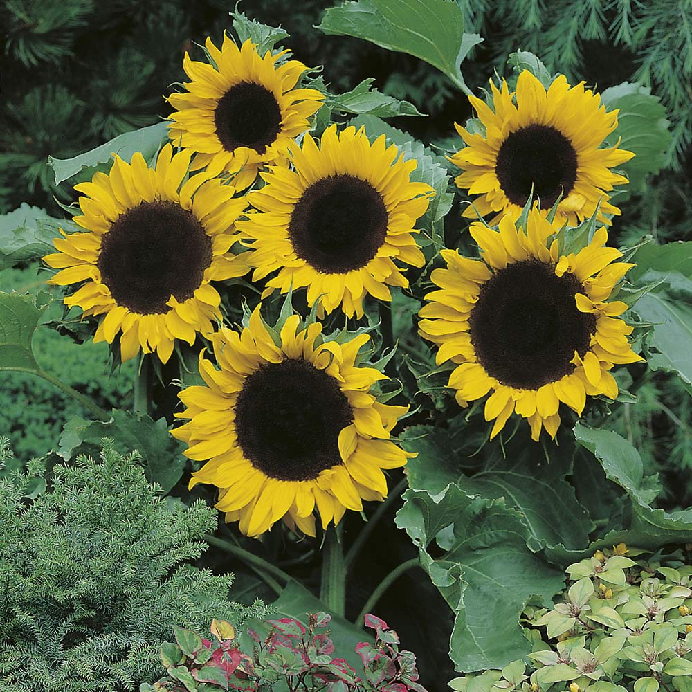 Johnsons Sunflower Mezzulah F1 Seeds Wilko
