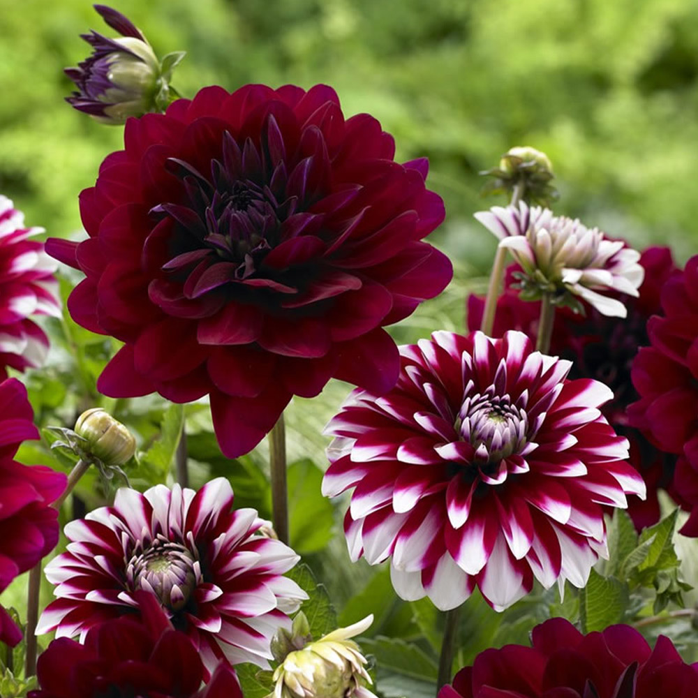 Wilko Dahlia Decorative Mix Spring Planting Bulbs 3 Pack Wilko