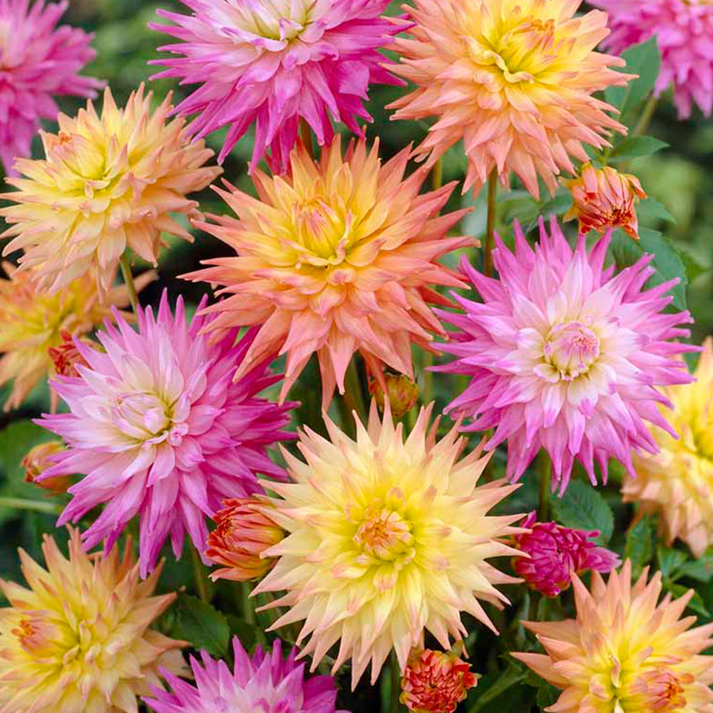 Wilko Dahlia Cactus Pastel Spring Planting Bulb 3 Pack Wilko