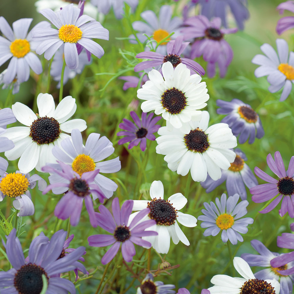 Wilko Swan River Daisy Mix Seeds Wilko