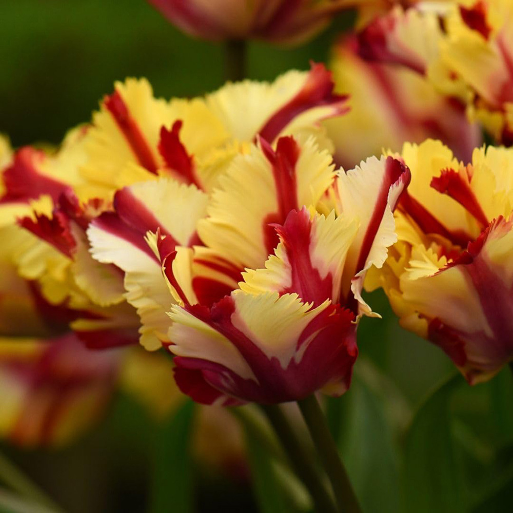 Thompson and Morgan Tulip Flaming Parrot Planting Bulb 16 Pack | Wilko