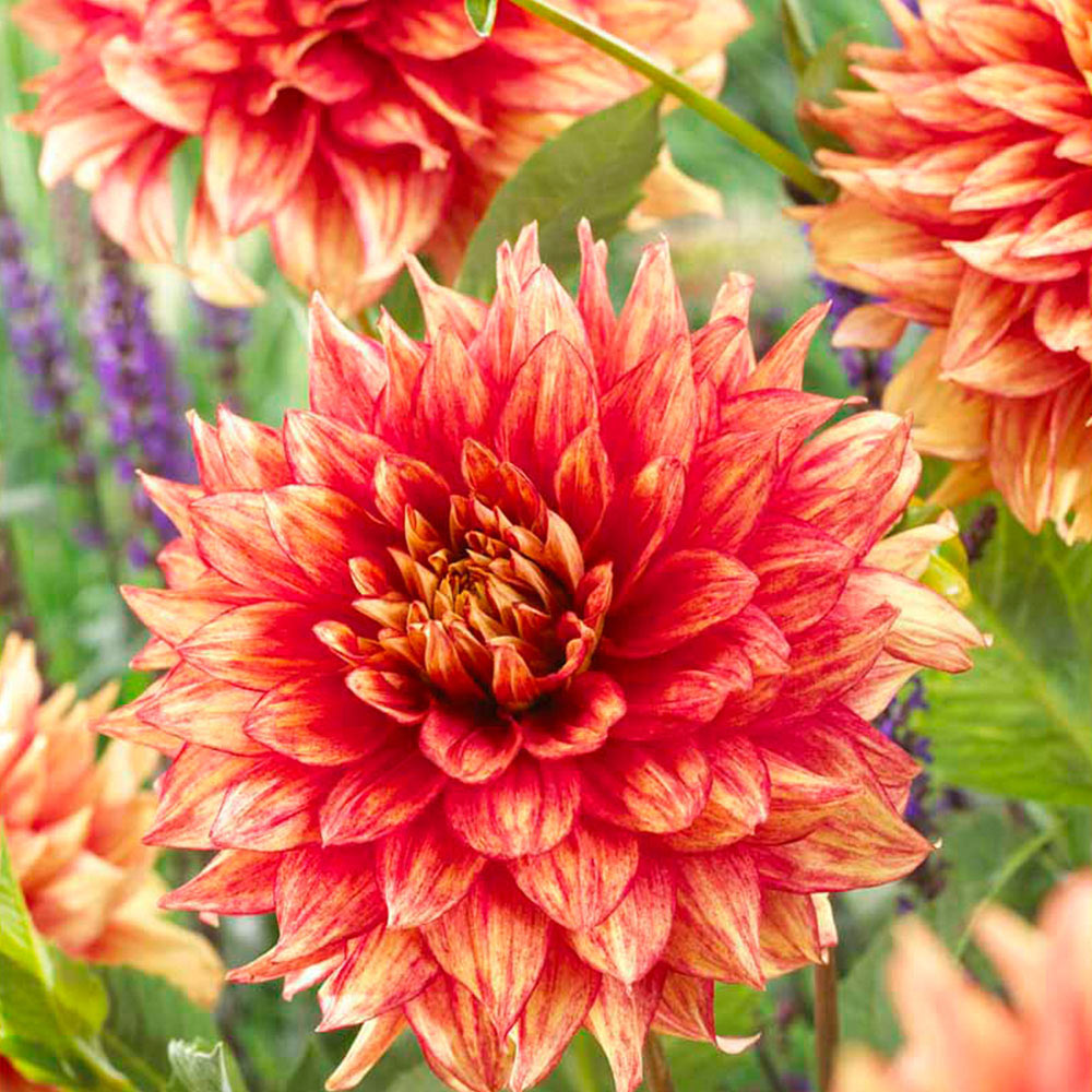 Wilko Spring Bulbs Dahlia Dazzling Magic Wilko
