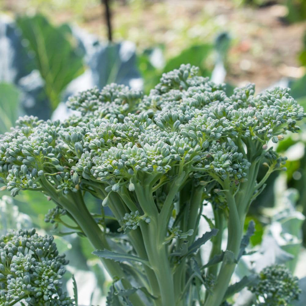Simpson Style Broccoli Thompson and Morgan Broccoli F1 Bellaverde Sibsey Seed Packet | Wilko