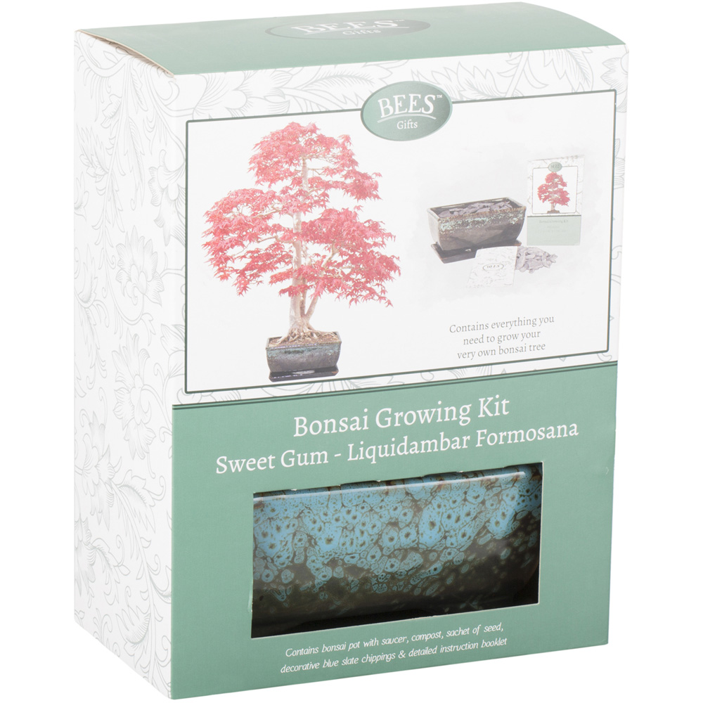 Bees Sweet Gum Bonsai Growing Kit Wilko