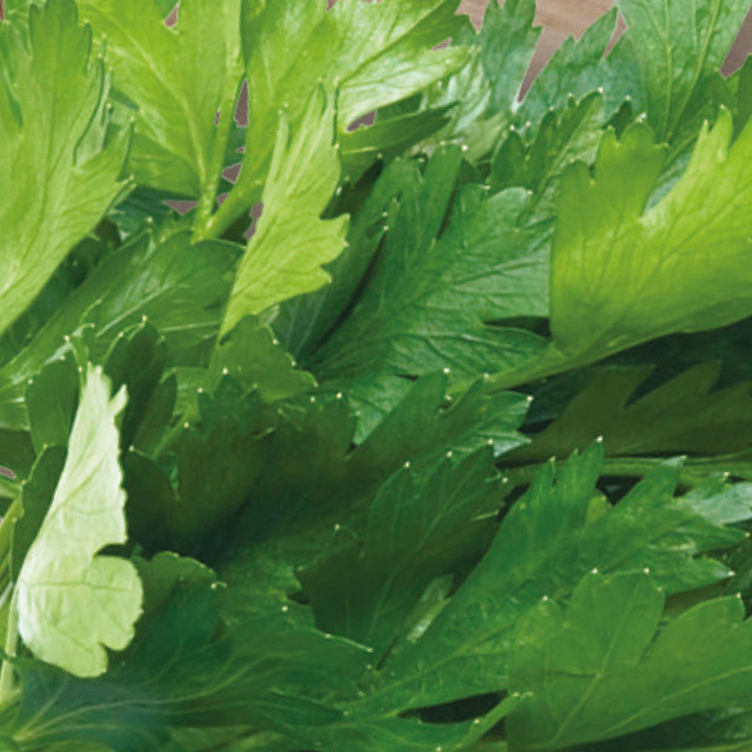 Johnsons Laura Parsley Herb Seeds Wilko