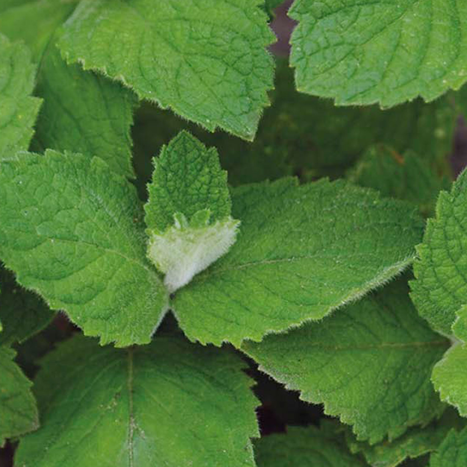 Johnsons Applemint Mint Herb Seeds Wilko