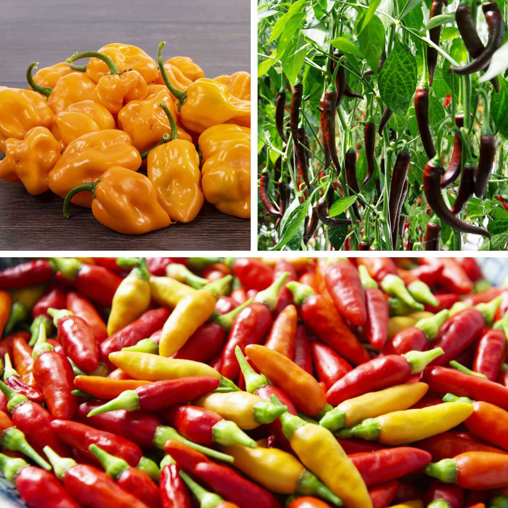 Chilli Morgan Thompson and Morgan Chilli Pepper Hot Collection Plant Pot 9cm 6 Pack ...