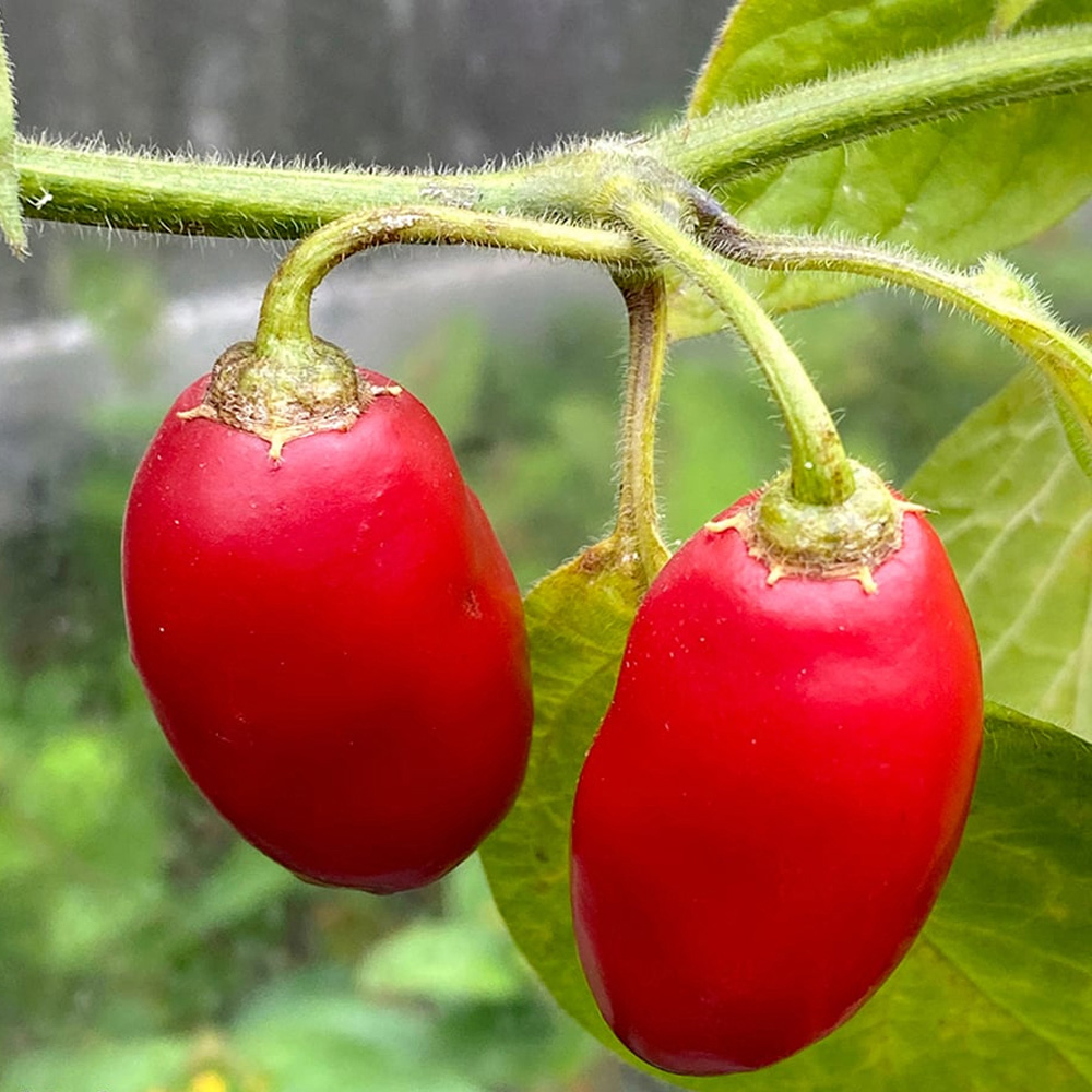 Chilli Morgan Thompson and Morgan Chilli Pepper Capsicum pubescens Scallywag Seed ...