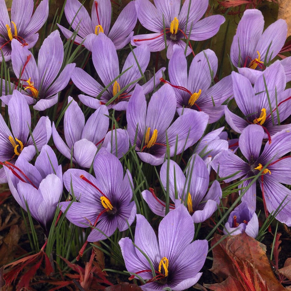 Wilko Saffron Crocus 10 Pack Wilko