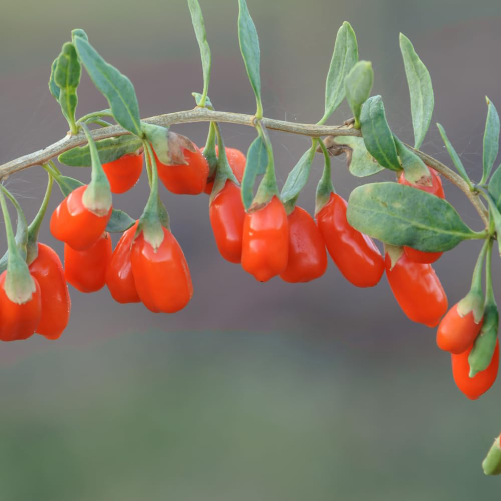Thompson and Morgan Lycium barbarum Goji Berry Plant Pot 9cm 3 Pack | Wilko