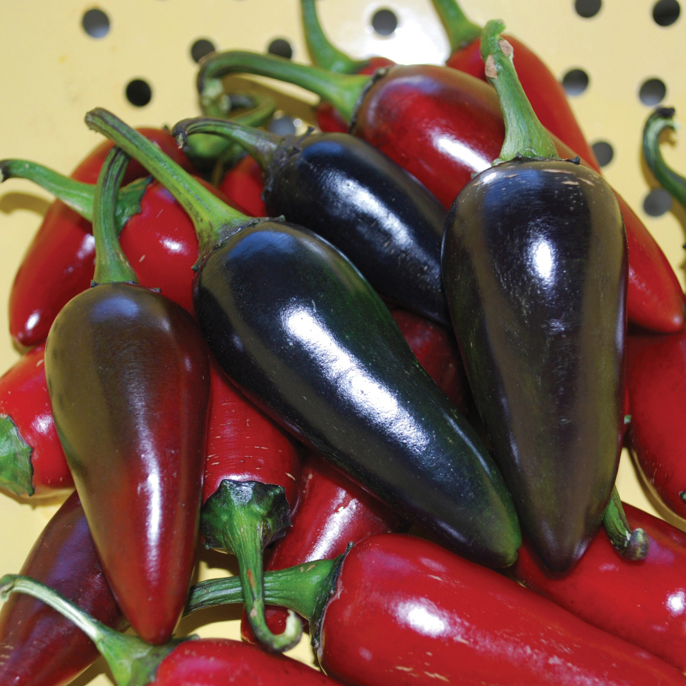 Chilli Morgan Thompson and Morgan Pepper Chilli Med Patio Hungarian Black Plant Pot ...